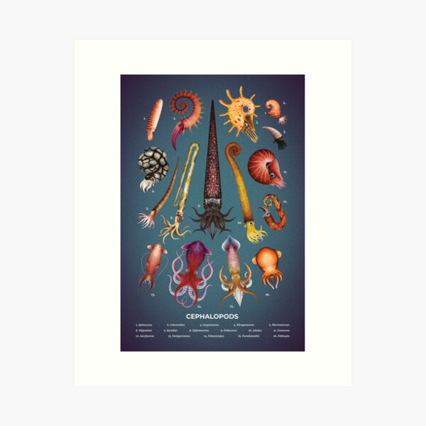 Item preview, Cephalopods Plate designed and sold by Franz Anthony.