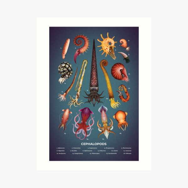 Cephalopods Plate Art Print