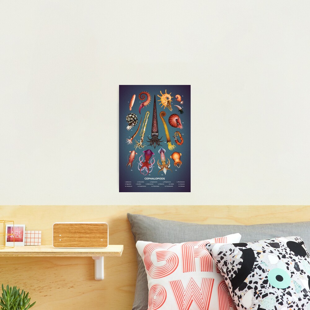 Cephalopods Plate Photographic Print