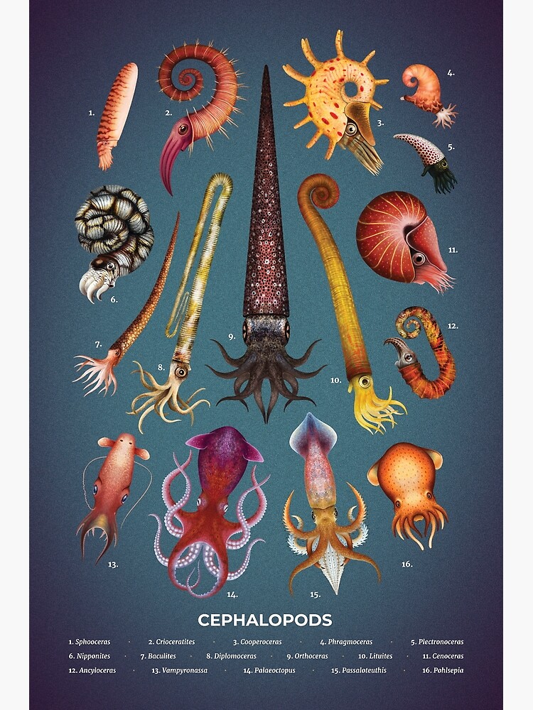 Cephalopods Plate by franzanth