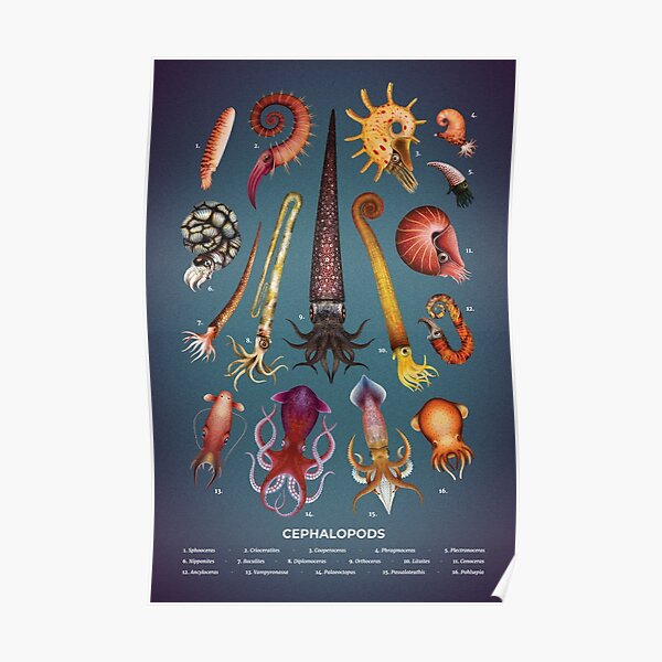 Cephalopods Plate Poster