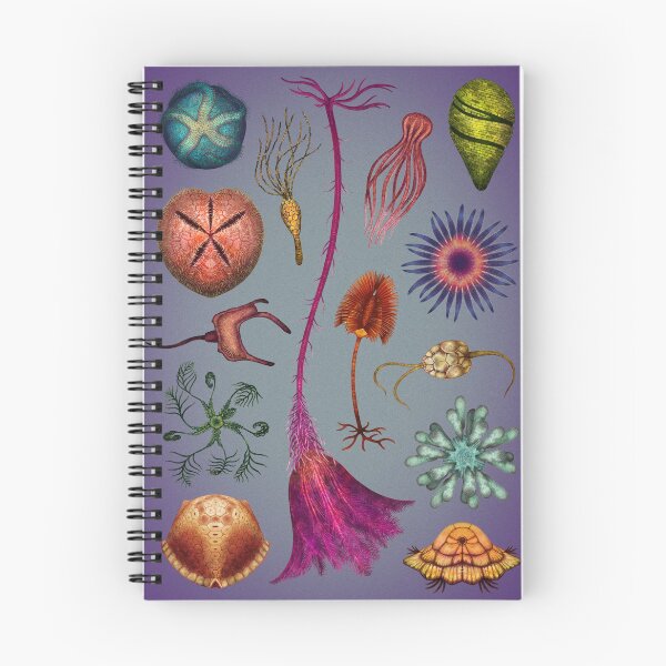 Item preview, Echinoderms Plate designed and sold by Franz Anthony.