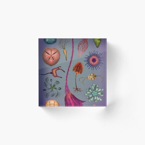 Echinoderms Plate Acrylic Block