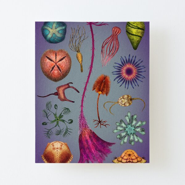 Echinoderms Plate Canvas Mounted Print