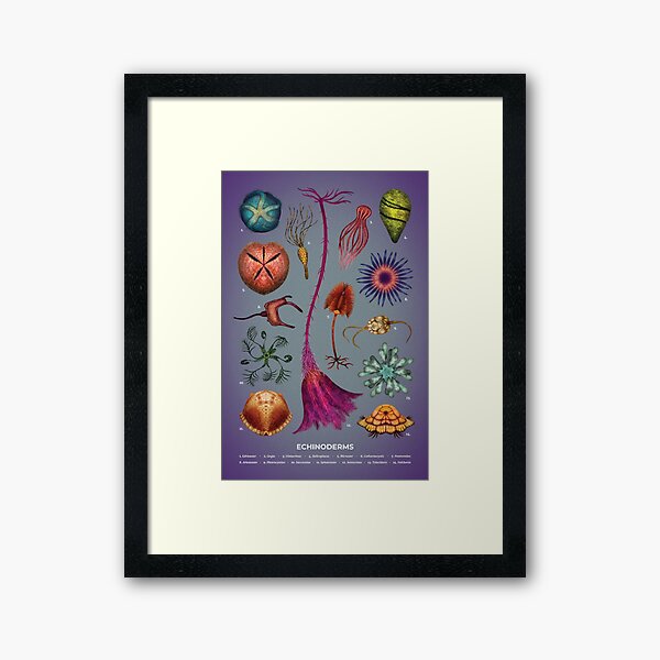 Item preview, Echinoderms Plate designed and sold by Franz Anthony.