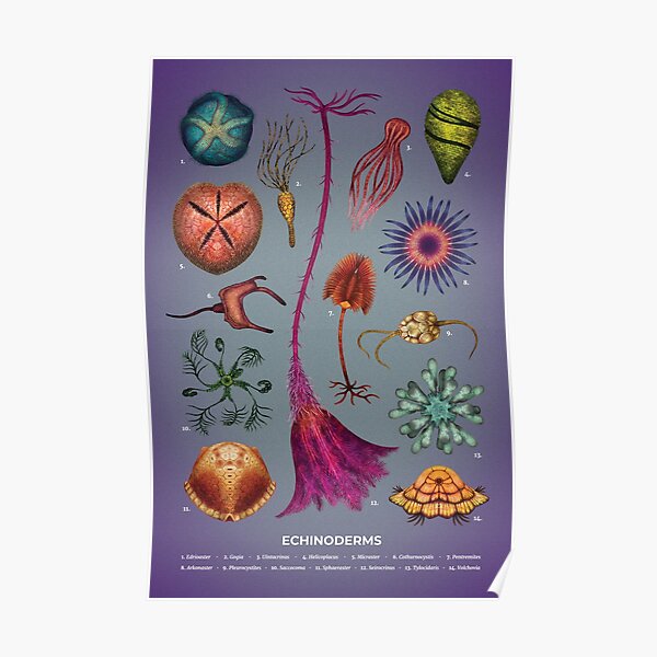 Echinoderms Plate Poster