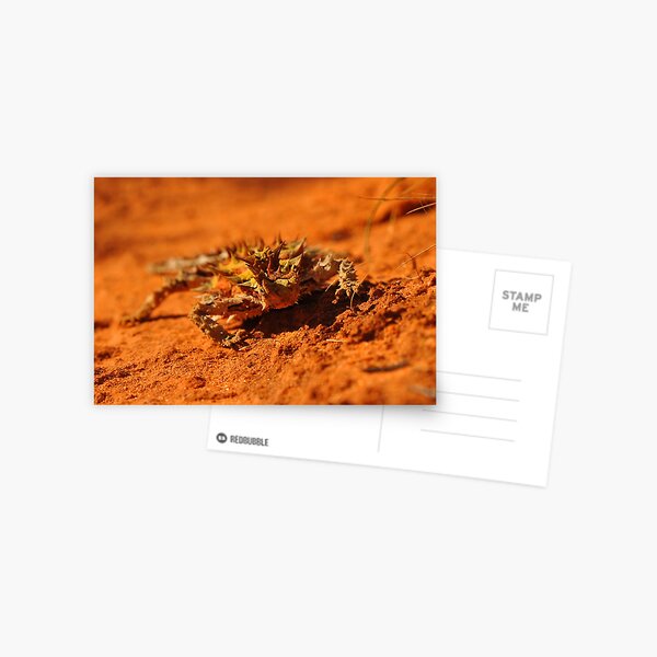 Little Thorny Devil Postcard