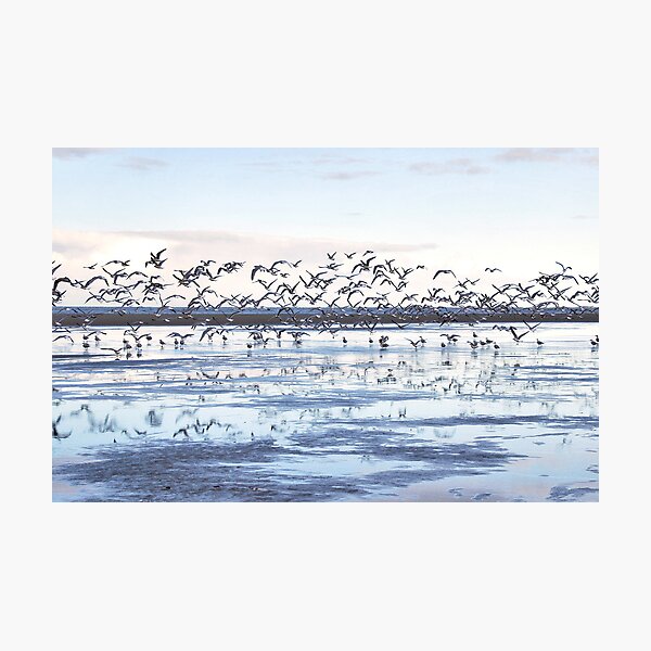 Seagulls on the beach Photographic Print