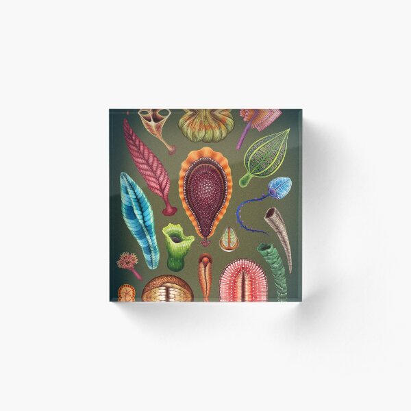 Ediacaran Plate Acrylic Block