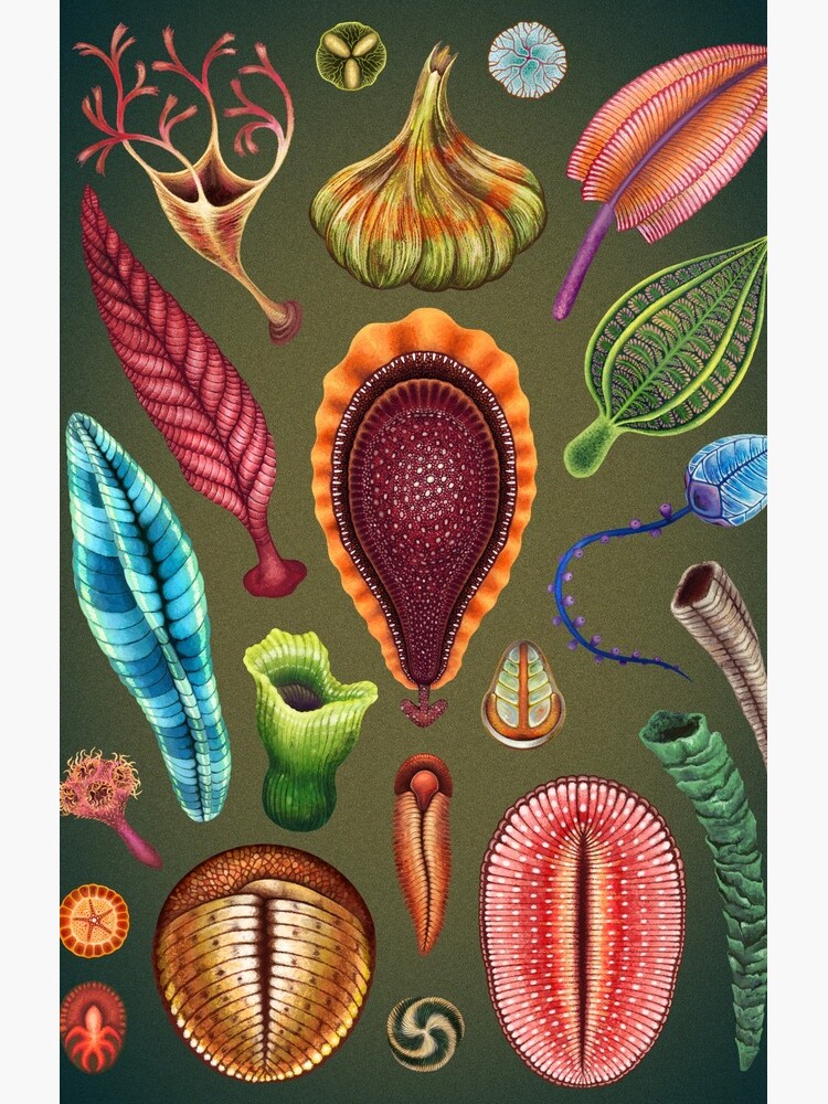 Ediacaran Plate by franzanth