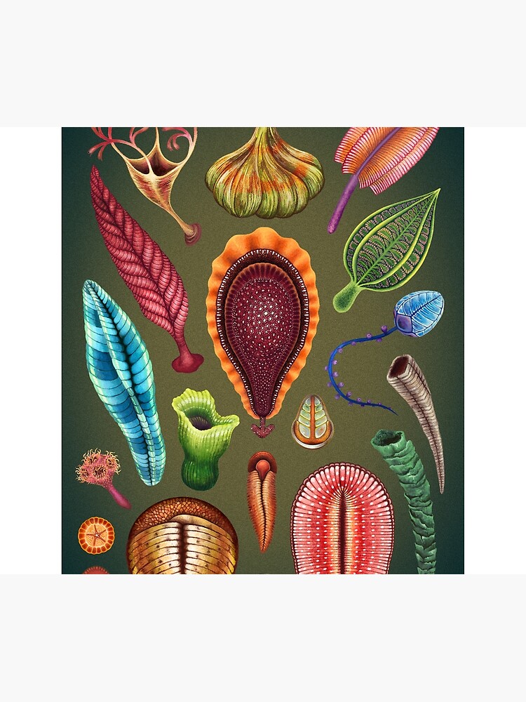 Ediacaran Plate by franzanth