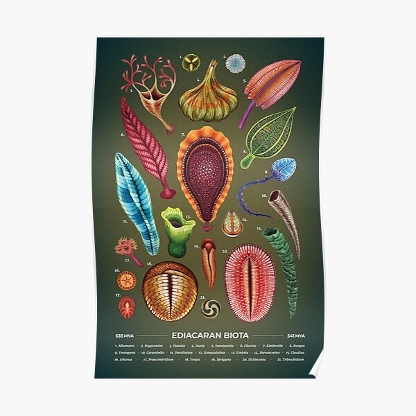 Ediacaran Plate Poster