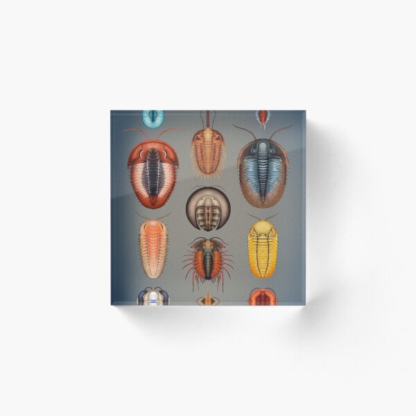Trilobites Plate Acrylic Block