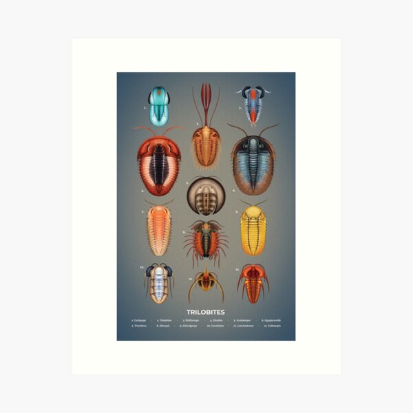 Item preview, Trilobites Plate designed and sold by Franz Anthony.