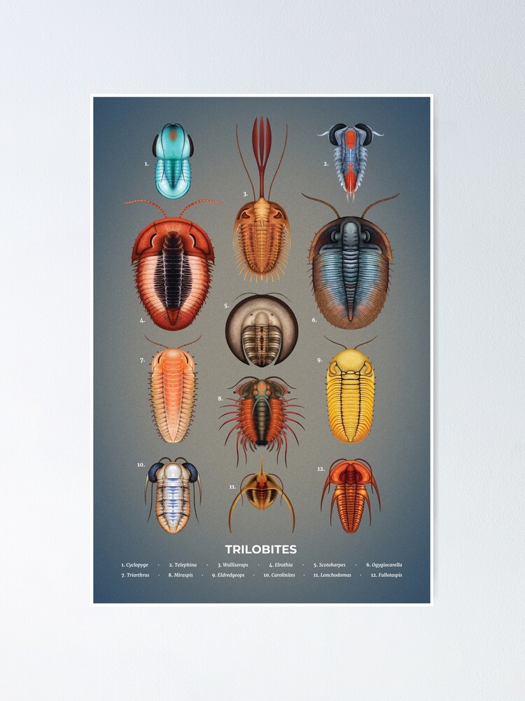 Alternate view of Trilobites Plate Poster