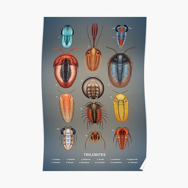 Trilobites Plate Poster