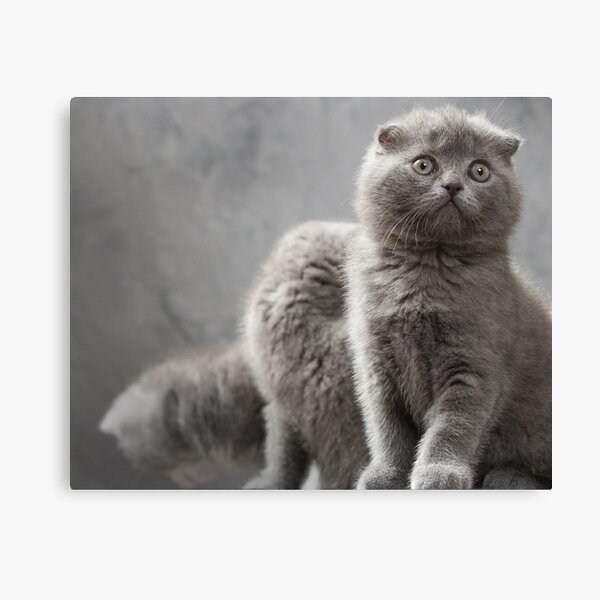 Item preview, Three Scottish Fold kittens designed and sold by Evgeniy Lankin.