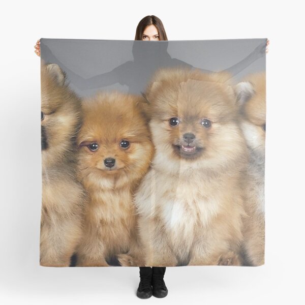 Tucher Flauschige Hunde Redbubble