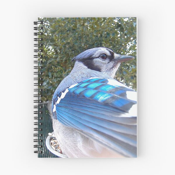 Item preview, Blue Jay designed and sold by Maureen Zaharie.