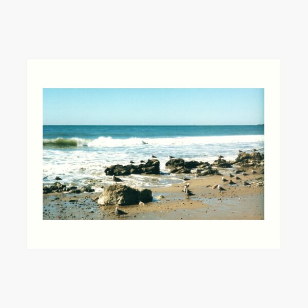 Beach Birds in Winter Art Print