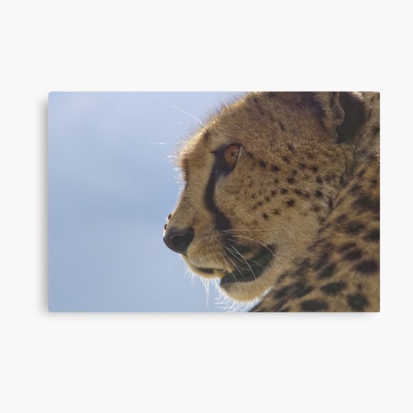 Cheetah portrait Canvas Print