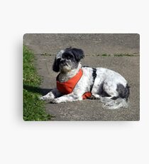 Say,WHAT? Canvas Print