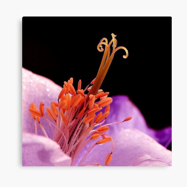 Item preview, MACRO designed and sold by RoseMarie747.