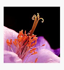MACRO Photographic Print