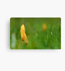 Crocuses Leinwanddruck