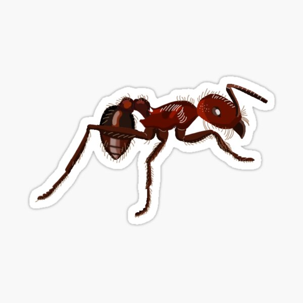 Harvester ant (Pogonomyrmex barbatus) Sticker