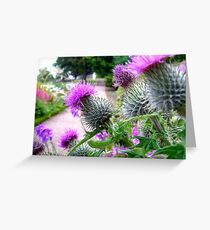 Thistles at Dirleton Castle Greeting Card