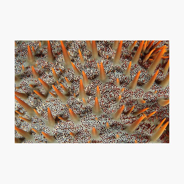 COTS Macro - Acanthaster planci Photographic Print