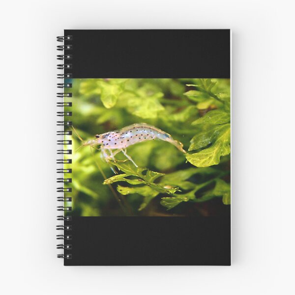 Item preview, Bolbitis heudelotii - Aquarium Shrimp designed and sold by killies.