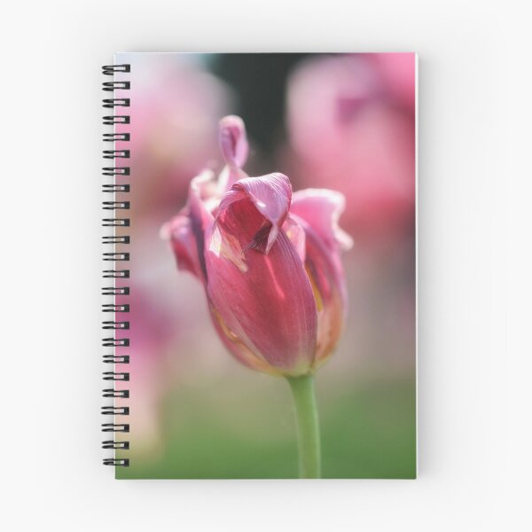 Aperçu de l'œuvre Macro de fleur de tulipe rose mourante avec bokeh créée et vendue par macroviewpoint.