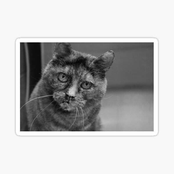 Tortoiseshell Cat in Black and White Sticker
