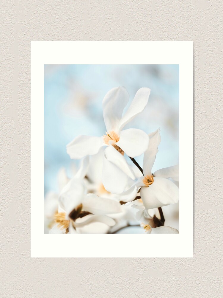 Lámina artística «Macro de flor de magnolia blanca contra el cielo azul» de  macroviewpoint | Redbubble