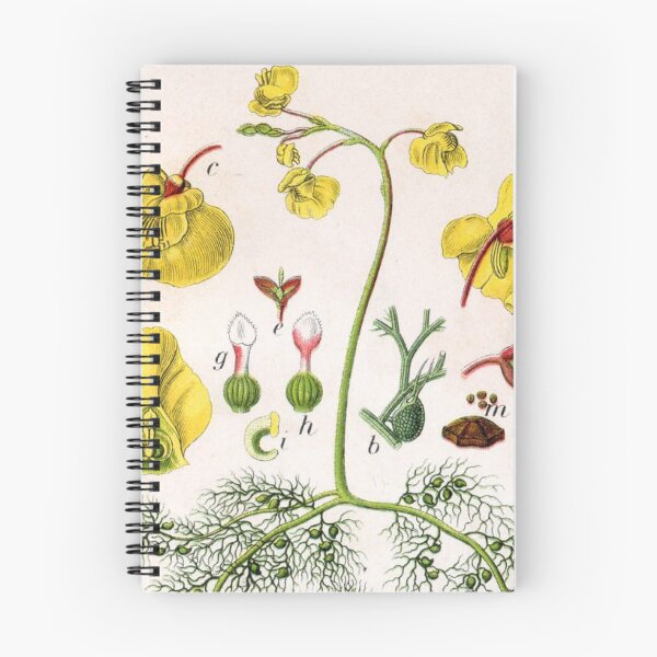 Item preview, Utricularia vulgaris - Plants designed and sold by killies.