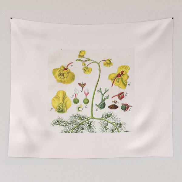 Item preview, Utricularia vulgaris - Plants designed and sold by killies.