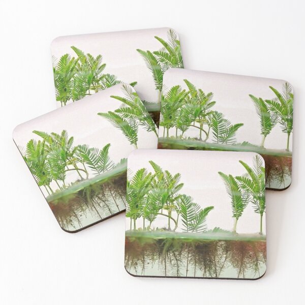 Item preview, Mimosa Amphibium - Aquatic Plants designed and sold by killies.