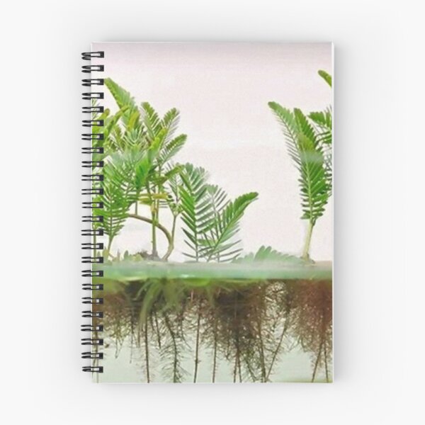 Item preview, Mimosa Amphibium - Aquatic Plants designed and sold by killies.
