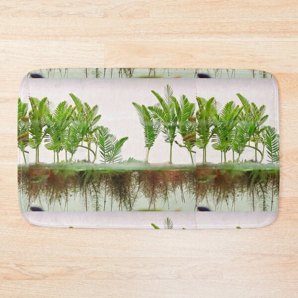 Item preview, Mimosa Amphibium - Aquatic Plants designed and sold by killies.