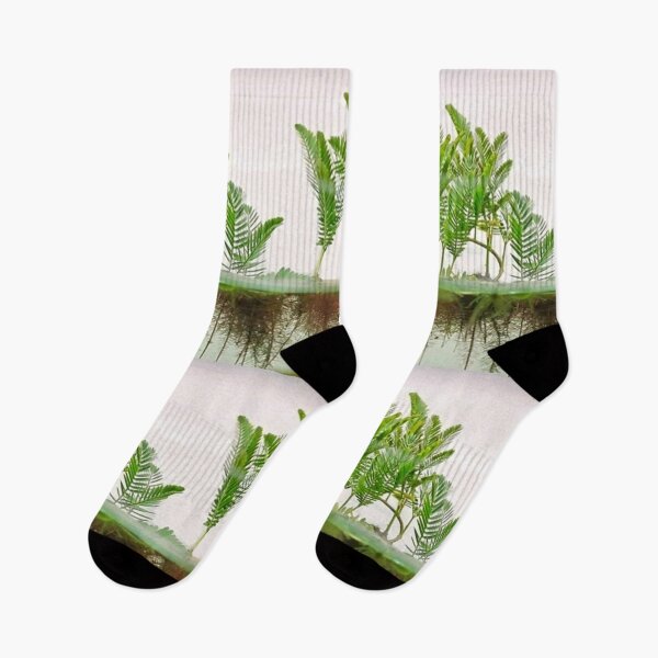 Item preview, Mimosa Amphibium - Aquatic Plants designed and sold by killies.