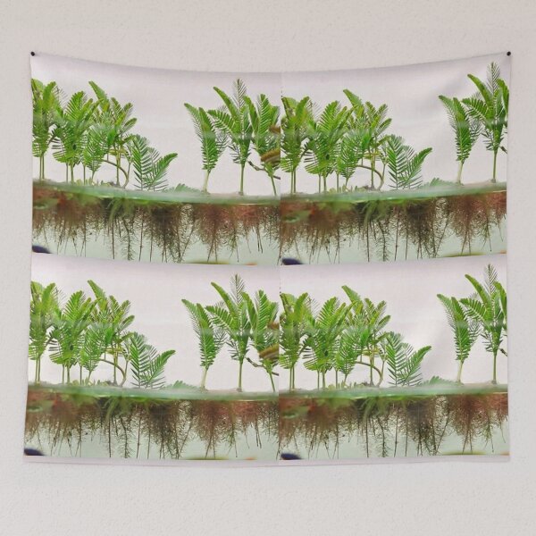 Item preview, Mimosa Amphibium - Aquatic Plants designed and sold by killies.