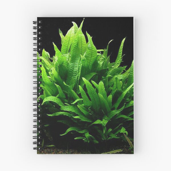 Item preview, Microsorum Pteropus - Aquarium Plant designed and sold by killies.