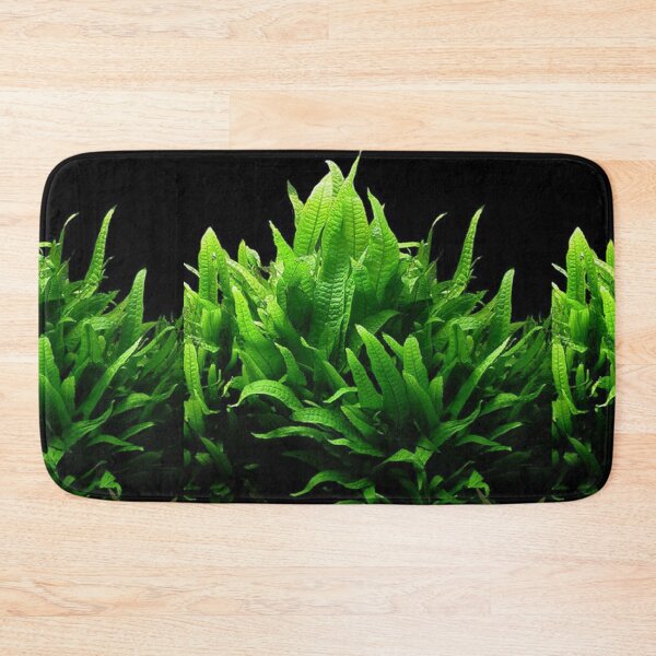 Item preview, Microsorum Pteropus - Aquarium Plant designed and sold by killies.