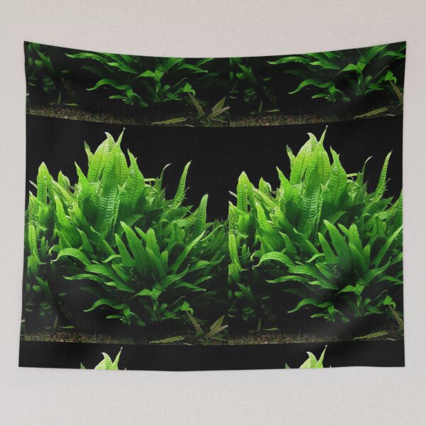 Item preview, Microsorum Pteropus - Aquarium Plant designed and sold by killies.