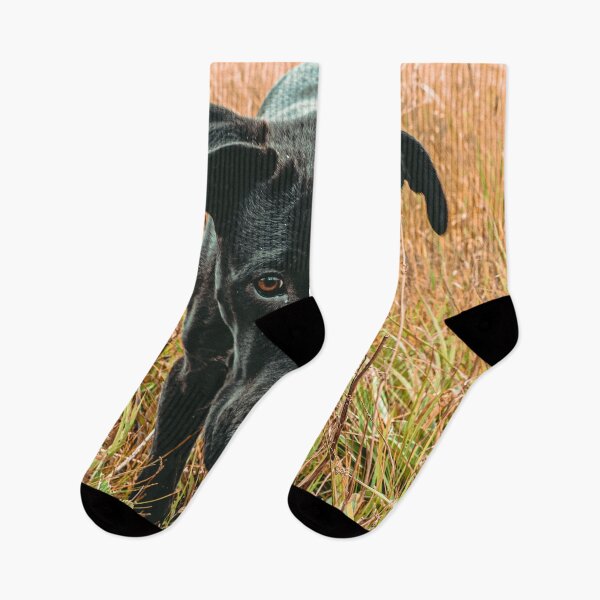 Item preview, Perrito en el campo // Senderismo con filtro de óxido por cumbre rústica abandonada Log Cabin Summit Colorado designed and sold by catbyrdcolorado.