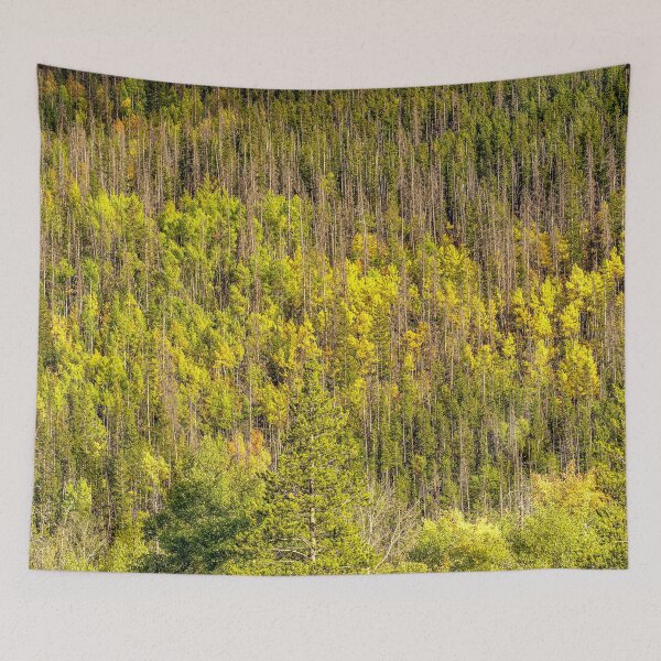 Item preview, Fall is Coming // Colorful Woodland Tree Landscape Yellow and Green Leaf Photograph designed and sold by catbyrdcolorado.