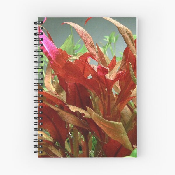 Item preview, Alternanthera Reinecki Rosaefolia - Red Leaf Aquatic Plant designed and sold by killies.