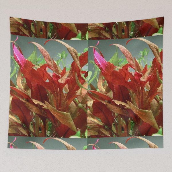 Item preview, Alternanthera Reinecki Rosaefolia - Red Leaf Aquatic Plant designed and sold by killies.